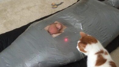 masoquismo ao extremo