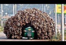 copilacao de videos formidaveis