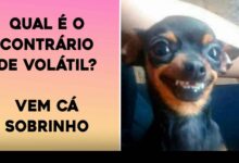 piadas curtas pra animar seu dia