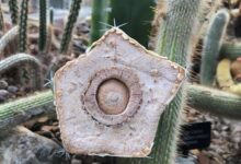 Fotos de algumas coisas sobre um pontos de vista incomum 21 cacto por dentro 25193013272305