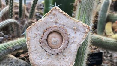 cacto por dentro 25193013272305