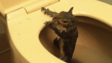 oloxa medo de ir ao banheiro