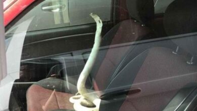 oloxa fotos de adr medo 1