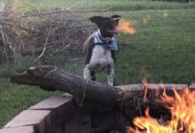 oloxa moemtos exatos 13