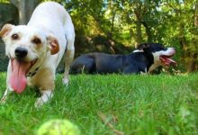 Veja os cachorros mais fofos fazendo cachorros 1