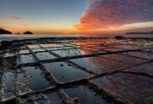 oloxa coisas feitas pela natureza 4