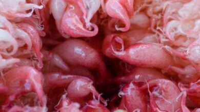 oloxa parte do corpo 1