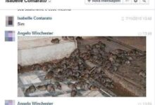 o melhor do facebook sao os br 4