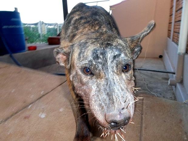 Ela mordeu primeiro. Mas quem ficou espetada foi ela.