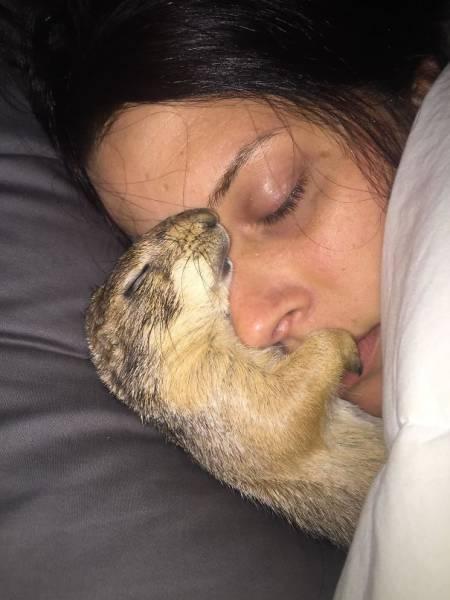 Fotos de casais que perderam o parceira para o seus bichanos 33 14 1