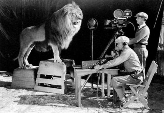 Fotos históricas que todo mundo devia ver 25 16. Filmando a Leo el Leon para para el clasico logo de MGM