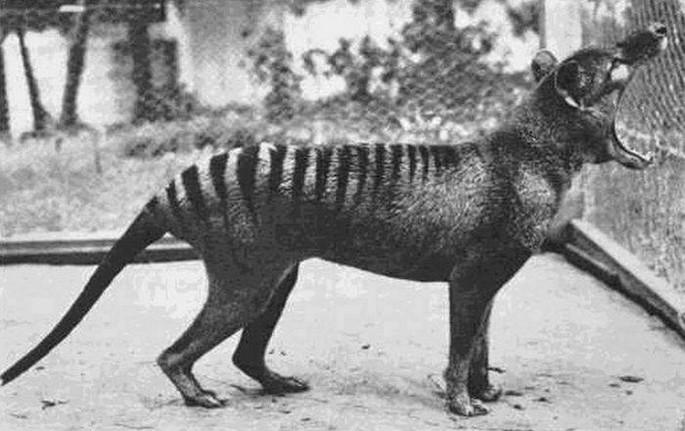 Fotos históricas que todo mundo devia ver 26 17. El ultimo Tigre de Tasmania 1933