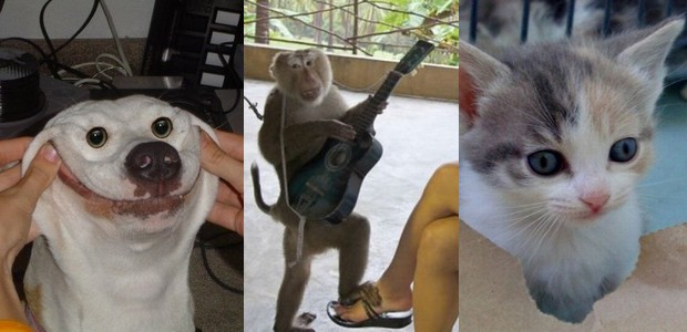 Risos e fofura no mesmo pacote peludo.