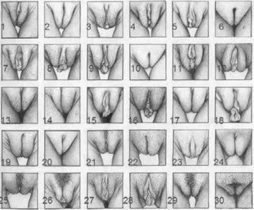 tipos de peitos e vagina