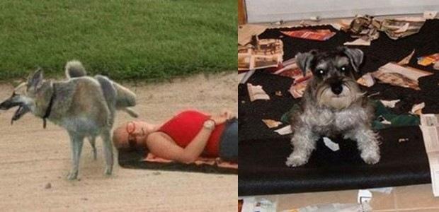 Fizeram merda, mas continuam sendo perfeitos.