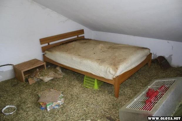 Amante dos animais dividia o apartamento de dois quartos com trezentos ratos 11