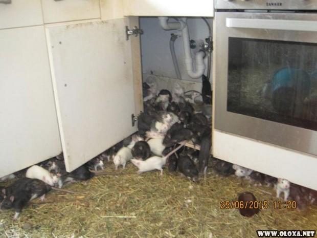 Amante dos animais dividia o apartamento de dois quartos com trezentos ratos 12