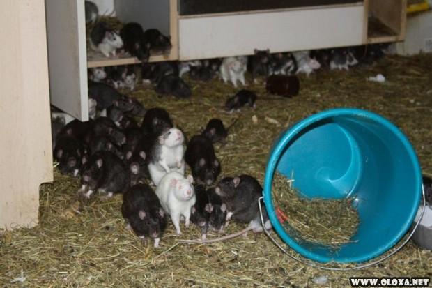 Amante dos animais dividia o apartamento de dois quartos com trezentos ratos 13