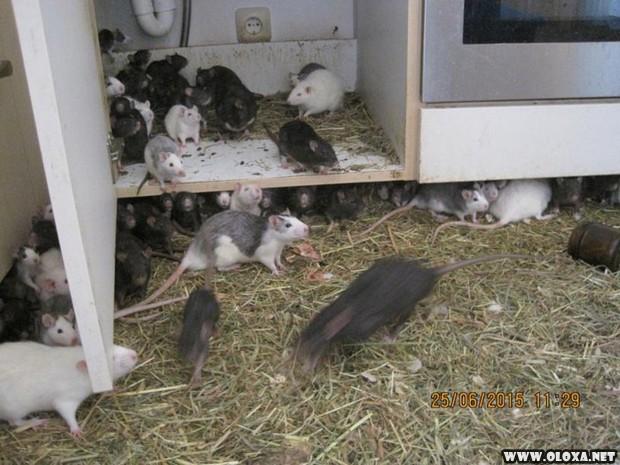 Amante dos animais dividia o apartamento de dois quartos com trezentos ratos 14