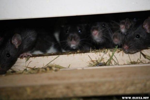 Amante dos animais dividia o apartamento de dois quartos com trezentos ratos 6