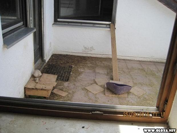 Amante dos animais dividia o apartamento de dois quartos com trezentos ratos 7