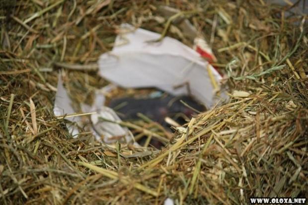 Amante dos animais dividia o apartamento de dois quartos com trezentos ratos 8