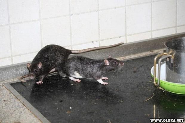Amante dos animais dividia o apartamento de dois quartos com trezentos ratos 9