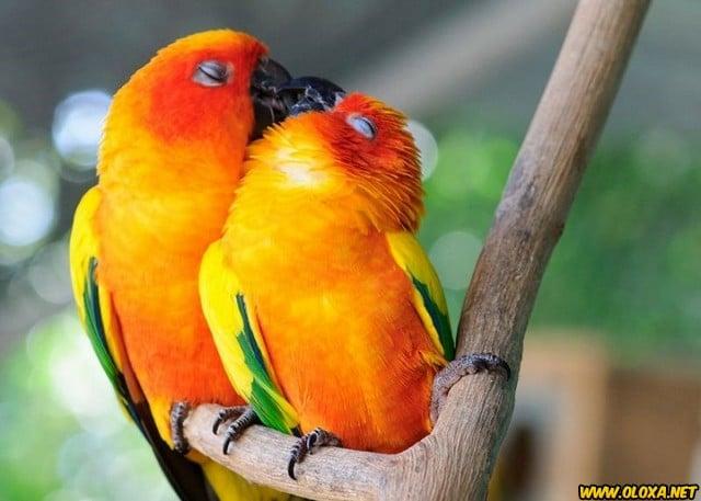 Amor na natureza Oloxa 101