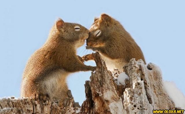 Amor na natureza Oloxa 111