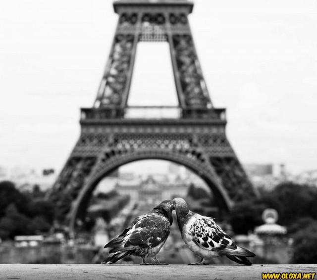 Amor na natureza Oloxa 121