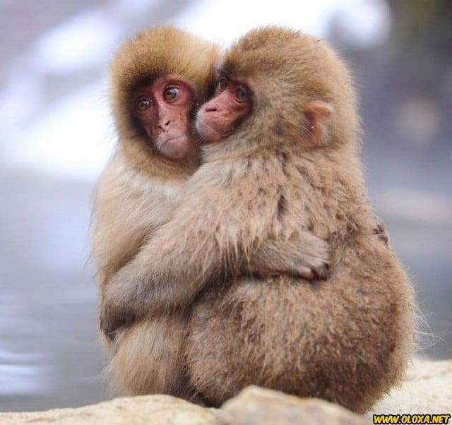 Amor na natureza Oloxa 131