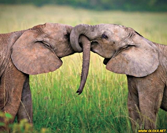 Amor na natureza Oloxa 141