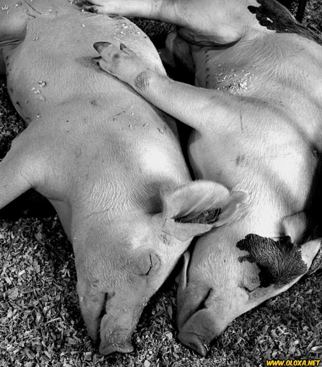 Amor na natureza Oloxa 15