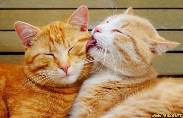 Amor na natureza Oloxa 16