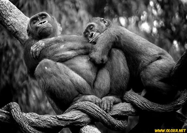 Amor na natureza Oloxa 17