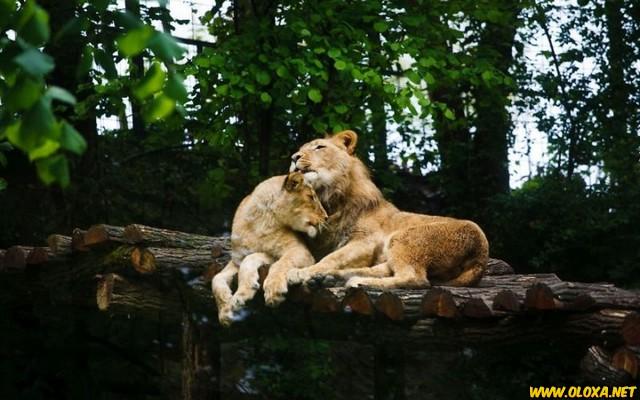 Amor na natureza Oloxa 18