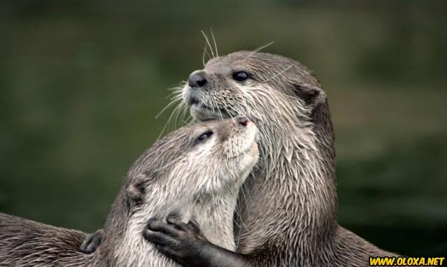 Amor na natureza Oloxa 19