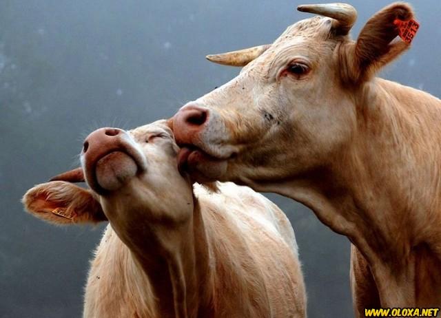 Amor na natureza Oloxa 22