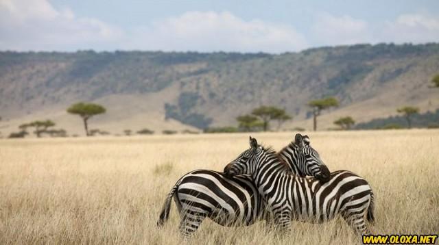 Amor na natureza Oloxa 24