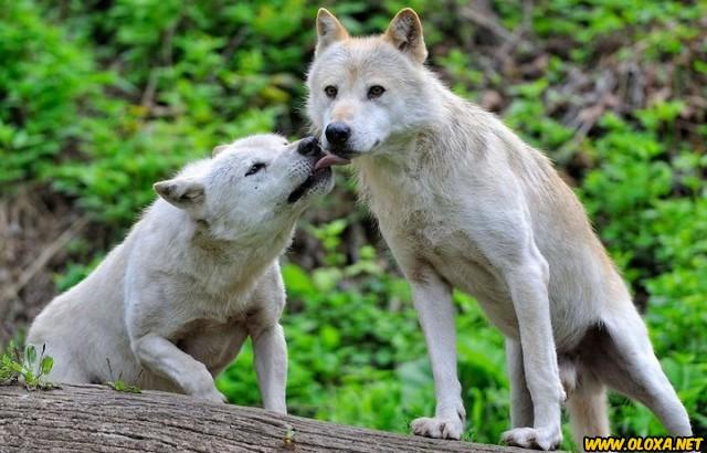 Amor na natureza Oloxa 25