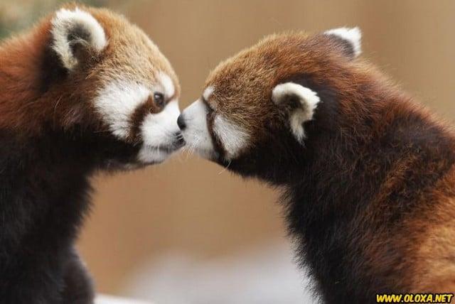 Amor na natureza Oloxa 26