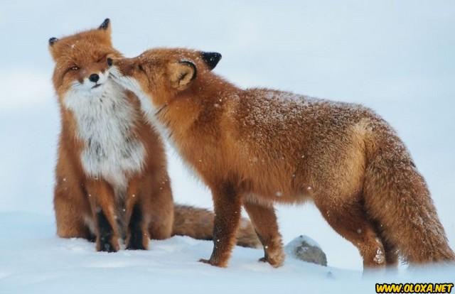 Amor na natureza Oloxa 41