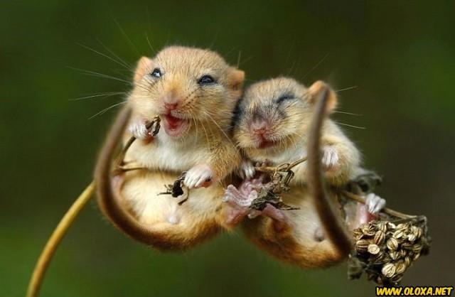 Amor na natureza Oloxa 51