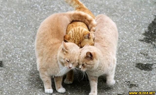 Amor na natureza Oloxa 71