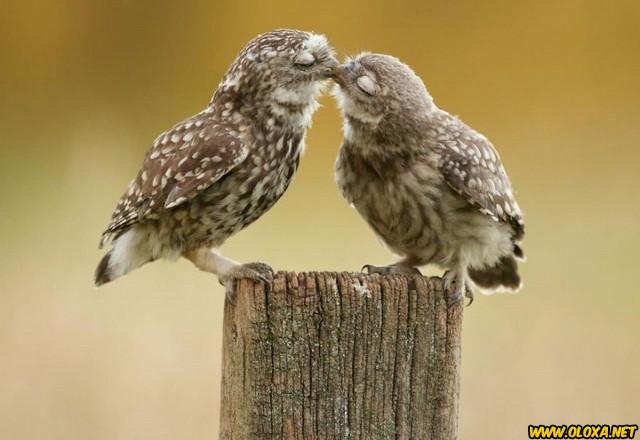 Amor na natureza Oloxa 81