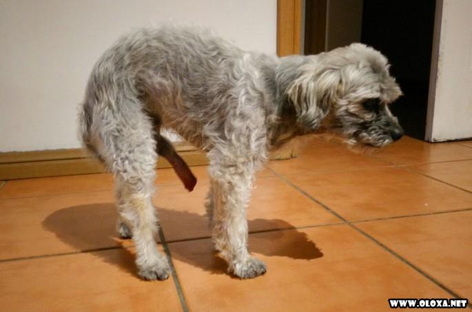 Cachorro com a “ferramenta” exposta e cara de quem sabe o que carrega