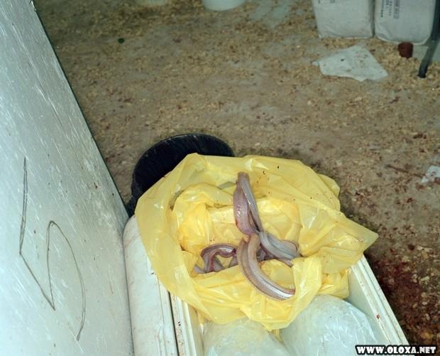 BIZARRO Americanos consomem milhares de cascaveis em festival 12