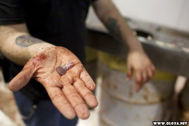 BIZARRO Americanos consomem milhares de cascaveis em festival 13