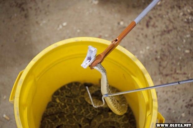 BIZARRO Americanos consomem milhares de cascaveis em festival 5