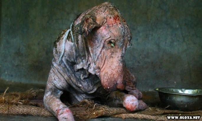 Cão passa por transformação após ser encontrado doente (1)